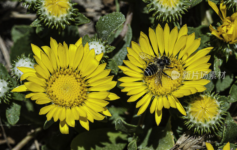 Grindelia stricta是一种开花植物在雏菊科众所周知的普通名称俄勒冈gumplant和俄勒冈gumweed。它原产于从加利福尼亚到阿拉斯加的北美西海岸。